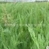 沙地柏苗直銷(xiāo) 工程護(hù)坡綠化苗 四季常青 沙地柏地被植物