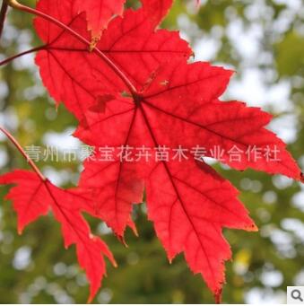 批發紅楓小苗 美國紅楓苗園林風景樹工程綠化紅楓苗