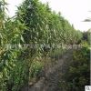 行道綠化龍柱碧桃苗 自產自銷優質龍柱碧桃 喬木系列