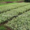 苗圃基地批發 各種綠籬植物灌木 金邊黃楊冬青 四季常青園林