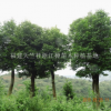 福建泉州12公分天竺桂工程苗