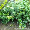 批發茶花小苗 茶花盆栽 山茶花苗 30-40cm高 綠化小苗