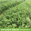 基地直銷紅豆杉小苗 抗癌植物 藥用紅豆杉 可盆栽 紅豆杉苗