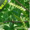大量供應烏桕小苗 紅葉烏桕 一年生烏桕小苗 綠化苗木
