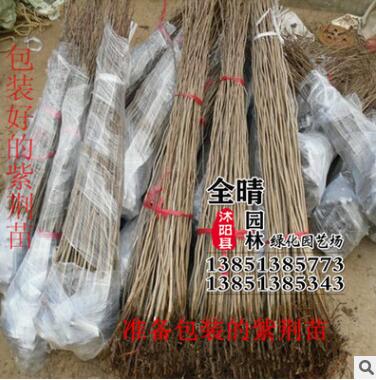 批發(fā)紫荊樹苗 紫荊花紫荊小苗紅花紫荊滿條紅庭院綠化樹苗批發(fā)
