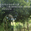 天竺桂-陰香福建天竺桂基地，浙江陰香價格哪里便宜電話1885916630