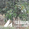 南京廣玉蘭、白玉蘭、紅玉蘭、黃玉蘭、紫玉蘭直銷！