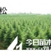 1-10米雪松，廣玉蘭，大葉女貞直銷