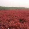 苗圃直銷紅葉石楠、高桿紅葉石楠、普通石楠規格齊全！