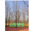 30公分銀杏樹-大量低價供應