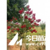 供應金華毛鵑價格咨詢，浙江茶梅供應商，貨好價優