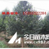 金華樂昌含笑價格 浙江樂昌含笑價格 江蘇樂昌含笑價格