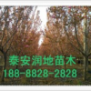 山東13公分櫻花價格13公分櫻花樹價格13公分日本晚櫻花價格