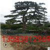 造型黑松 四季常綠 園林綠化 工程常用迎客松 指導栽植管理
