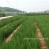 苗木基地批發優質側柏苗 側柏小苗 小區綠化苗木 四季常青