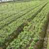 基地直銷 優質火棘苗 小苗批發 火棘球 綠化苗木規格齊全量大優惠