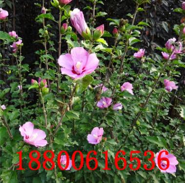 木槿樹苗花苗重瓣當年開花盆栽綠化庭院植物做籬笆墻圍欄