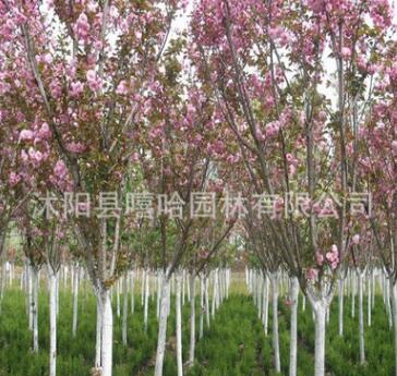 基地直銷苗木綠化櫻花苗 速生櫻花扦插苗優(yōu)質櫻花樹規(guī)格齊全