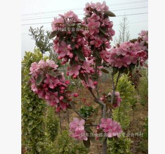 供應(yīng)綠化樹種海棠，品種 規(guī)格齊全、質(zhì)優(yōu)價廉