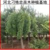 龍爪槐 龍爪槐樹苗 盤槐風景樹苗