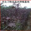 大葉紅楓 紅楓樹苗 美國日本 小紅楓苗