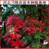 出售工程園林綠化 五角楓樹苗 五角楓 五角楓苗