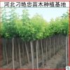 基地批發 金葉榆復葉槭 復葉槭苗 復葉槭小苗 量大價格從優