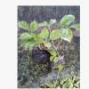 供應墻體綠化苗木爬山虎 爬墻虎