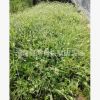 吊蘭 價格 室內盆栽 綠色植物