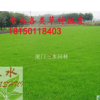 狗牙根百喜草大量供應包衣狗牙根草籽 耐踏型護坡草坪種子 綠化草種批發