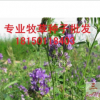 紫花苜蓿|25kg/袋