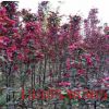 海棠樹基地熱賣紅寶石海棠樹 大小規(guī)格紅寶石海棠樹苗 觀賞價值高