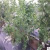 藍莓基地藍莓樹苗 批發果樹苗 藍梅小苗