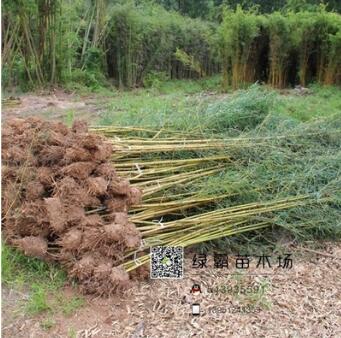 竹子苗 青竹紫竹金鑲玉竹羅漢竹 庭院觀賞圍墻綠化裝飾盆栽花卉