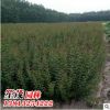 批發(fā)紅梅苗 綠鄂梅小苗 基地直銷 工程綠化苗木
