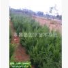 河南柏樹苗，側柏樹 刺柏樹