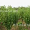 基地常年批發(fā)供應(yīng)河南叢生木槿灌木 木槿樹苗 1.5米高