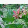 供應學校道路廠房公園綠化苗木 五角楓小苗 規(guī)格齊全