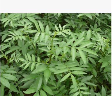重慶花椒苗 九葉青花椒苗