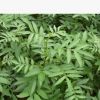 重慶花椒苗 九葉青花椒苗