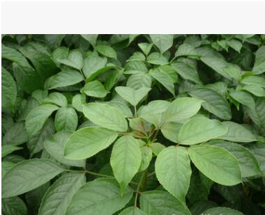 供應 園林綠化苗木 綠化喬木 重陽木（三葉樹）綠化苗
