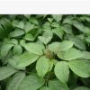 供應 園林綠化苗木 綠化喬木 重陽木（三葉樹）綠化苗