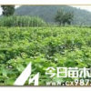 供山西葡萄苗 山西葡萄苗價格
