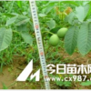 核桃苗 山西核桃苗 嫁接核桃苗 實生核桃苗 核桃苗價格