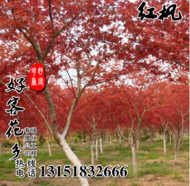 進(jìn)口美國紅楓種子 日本紅楓種子 優(yōu)質(zhì)的林木種子紅楓品種齊全