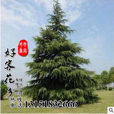 即可雪松種子批發 園林綠化景觀植物雪松種種子