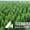 低價供應優質蜀儈 1-3米蜀檜價格