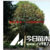 桂花供應(yīng) 優(yōu)質(zhì)桂花供應(yīng)就到浙江桂花供應(yīng)基地