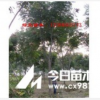 浙江黃山欒樹供應(yīng) 黃山欒樹價格咨詢就找金華黃山欒樹供應(yīng)商