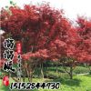 批發日本紅楓 美國紅楓 中國紅楓 規格齊全 園林綠化工程樹苗